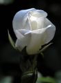 lydia_fleurs115