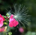 lydia_fleurs116
