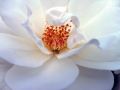 lydia_fleurs117