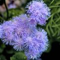 lydia_fleurs118