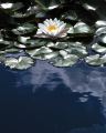 lydia_fleurs121