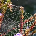 lydia_paradis_nouv2