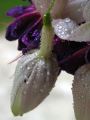 fuschia2