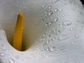 lys 1