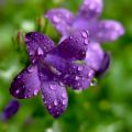 violette
