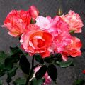 rose lydia 2JPG