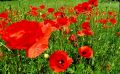 coquelicots lydia 4