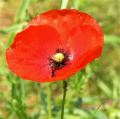 coquelicots lydia 6