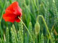 coquelicots lydia 7