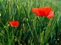 coquelicots lydia 8