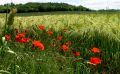 coquelicots lydia 9