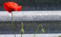 coquelicots lydia 12