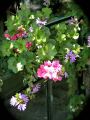 fleurs 2 lydia 2006