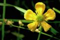 Fleurs 02