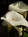 fleurs_touvre_26