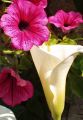 fleurs_touvre_27