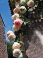 fleurs_touvre_30