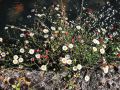 fleurs_touvre_29