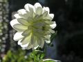 Fleurs 19