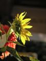 Fleurs 21