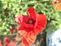 Fleurs 22