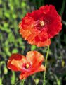 Fleurs 23