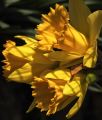 fleurs_touvre_32