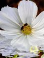 lydia_fleurs_nouv7
