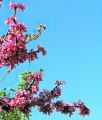 fleurs_touvre_34