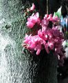 fleurs_touvre_35
