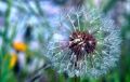 fleurs_touvre_36