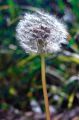fleurs_touvre_37