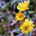 fleurs_touvre_38