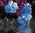 lydia_fleurs125