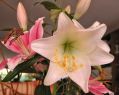 lydia_fleurs11
