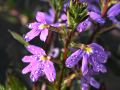 lydia_fleurs12