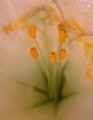 lydia_fleurs13