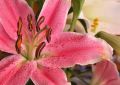 lydia_fleurs14