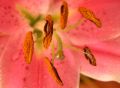 lydia_fleurs17
