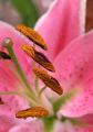 lydia_fleurs20