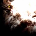 Phoenix_le_chat_08