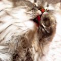 Phoenix_le_chat_10