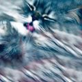 Phoenix_le_chat_11