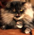 Phoenix_le_chat_13