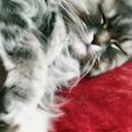 Phoenix_le_chat_14