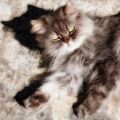 Phoenix_le_chat_15