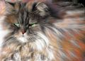 Phoenix_le_chat_16