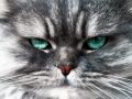 Phoenix_le_chat_17