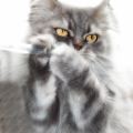 FIFI9.JPG