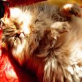 Phoenix_le_chat_18